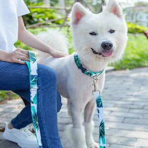 Pet Collar Traction Set Dog Collar Traction